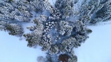 Kar, uzun ağaçları ve ormandaki dolambaçlı yolları örtüyor. Manzara, karlı zemin ve ağaç tepelerinin karışımını gösteriyor. Sahne, açık havada kışın sessizliğini yakalar..