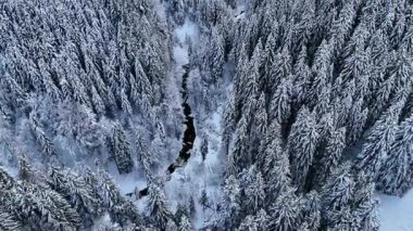 Uzun ağaçlarla dolu bir orman karla kaplı duruyor. Dolambaçlı bir nehir manzaranın içinden akar. Sahne, dağlarda kışın güzelliğini yakalar..