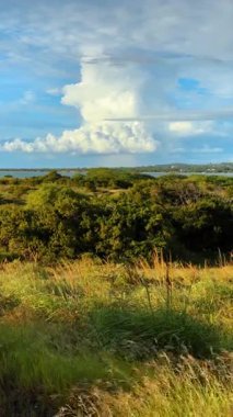 Rüzgarda sallanan yüksek otlar. Yeşillik ve su manzarası yemyeşil. Güzel doğa. Dikey video.