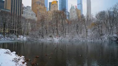 New York, ABD, 19 Aralık 2025: Vahşi ördekler kışın donmayan gölette yüzerler. Sahilde ve Manhattan 'ın yüksek binalarında yetişen ağaçlara bakın..