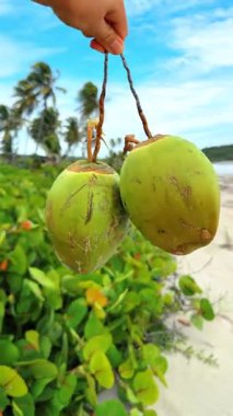 El, yeşil kabuklu bir çift hindistan cevizi tutuyor. Egzotik kumlu plajda bulgular. Dikey video.