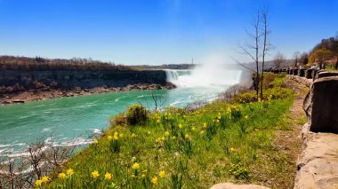 Niagara Şelalesi yakınlarındaki yeşil çimlerde güzel sarı nergisler yetişir. Güneşli bir günde pek çok insan bu görkemli simgeyi görmeye geldi..
