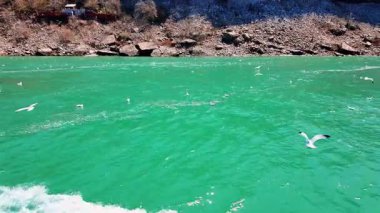 Turkuaz su manzarası ve kayalık kıyılarda çok sayıda martı uçar. Güzel Niagara Şelalesi boyunca seyahat et.