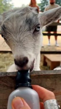 Gri keçi, besleyicisi olan bir şişeden süt emiyor. Temas parkında bir çocuğu beslemek. Kapatın. Dikey video.