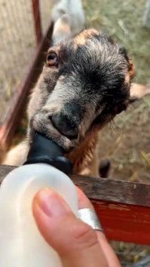 Sevimli çocuk süt şişesinin meme ucunu çekiyor. Tanımlanamayan kişi hayvanat bahçesinde bir keçiyi besliyor. Kapatın. Dikey video.