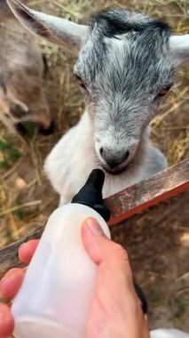 Tanınmayan kişi siyah meme ucu olan bir şişeyi keçiye veriyor. Sevimli küçük çocuk süt emmeye başlar. Kapatın. Dikey video.