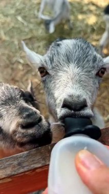 Güzel gri keçi meme ucu olan bir şişeden süt emiyor. Temas hayvanat bahçesindeki çocukları beslemek. Kapatın. Dikey video.