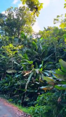 Tropikal bir ormanda sessiz bir patika boyunca yoğun bir yeşillik koleksiyonu alanı doldurur. Uzun ağaçlar ve büyük bitkiler birbirine yakın büyür ve canlı bir manzara yaratır..