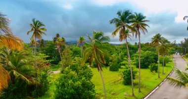 Manzarayı kaplayan yemyeşil bir arazi. Rüzgar palmiye ağaçlarını sallıyor. Gökyüzünde gri bulut manzarası. Porto Riko.