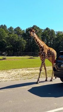 Miami, ABD, 4 Ağustos 2025: Arabaların arkasından güzel zürafa adımları. Harika bir hayvan kameraya yaklaşır ama arabanın penceresi yükselir. Dikey video.