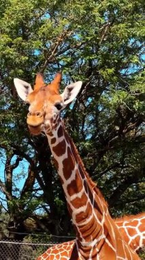 Sevimli uzun boyunlu benekli zürafa yemek çiğniyor. Güzel bir hayvan kameraya yaklaşıyor. Dikey video.