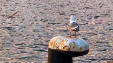 Limanda gün batımında sakin suyun yanında yıpranmış bir direğin üzerinde duran martı. Bir martı su kenarındaki yıpranmış bir direğe tünemiş..