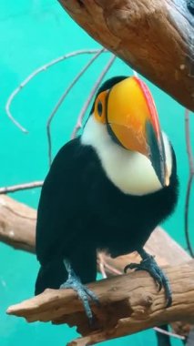 Ender bulunan bir dağ sülünü. Nadir bulunan Himalaya monal sülünü zoolojik park ortamında sakince duruyor..