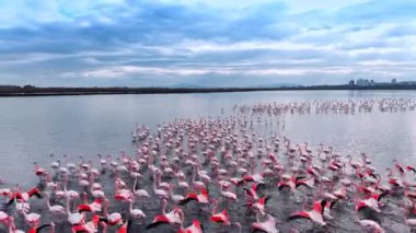 Flamingolar onları takip eden İHA 'dan uzaklaşıyorlar. Alacakaranlıkta su manzarasında güzel kuş sürüsü.