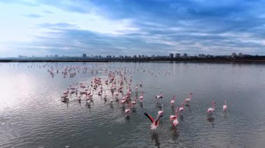 Göldeki büyük güzel flamingo sürüsünün üzerinden uçmak. İHA 'dan korkan kuşlar kaçmaya çalışırken kanatlarını açarlar..