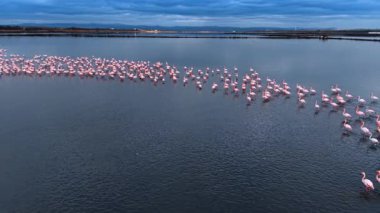Kocaman bir flamingo sürüsüyle birlikte koyu mavi bir su manzarası. Sığ sularda yürüyen güzel kuşlar. Hava görünümü.
