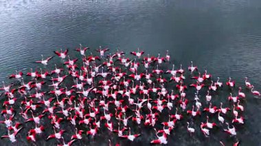 Pembe flamingo sürüsünü takip ederek kanatlarını açıp uçmaya çalışıyorlar. Gri su manzarasının arka planında parlak pembe kanatlı kuşlar. Üst görünüm.