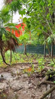 Görünür kökleri olan tropikal bitkilerin arasında yürü. Arka planda çitin yanında koşan küçük vahşi hayvanlar. Dikey video.