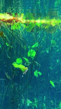 Su altında vahşi yaşam. Balıklar berrak sudaki yabani otların arasında yüzerler. Dikey video.