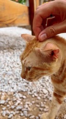 Sevimli kırmızı bir kedi. Kedi kafasındaki hafif çiziklerin tadını çıkarıyor. Dikey video.