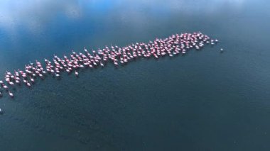 Bir grup flamingo, karaya yakın güneşli bir günde suda toplandı. Birçok flamingo gün ışığında berrak gökyüzünün altında sığ sularda bir arada duruyor..