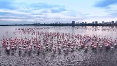 Flamingolar sabahın erken saatlerinde şehirdeki büyük bir gölde toplanırlar. Birçok flamingo, şehir binalarıyla dolu bir gölün suyunda birlikte durur.