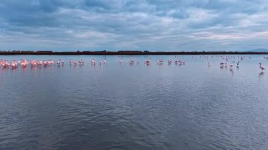 Flamingolar bulutlu bir akşamda sulak alanda sığ sularda yürürler. Flamingolar sulak bir alanda toplanıyor.