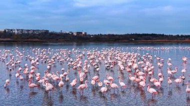 Flamingolar gündüz vakti bulutlu gökyüzünün altında şehrin yakınlarında toplanırlar. Birçok flamingo sığ sularda dururken bir şehir ufku görülebiliyor.