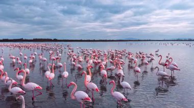 Flamingolar sabahın erken saatlerinde beslenmek için sulak bir alanda toplanırlar. Çok sayıda flamingo sığ sularda duruyor ve şafakta yiyecek arıyorlar..