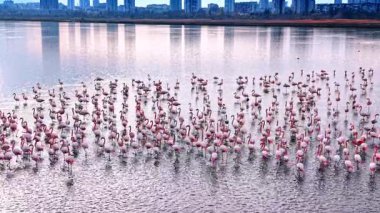 Akşam vakti şehrin ufuk çizgisi yakınında çok sayıda flamingo toplanır. Binalar yükselirken birçok flamingo sığ sularda yan yana duruyor
