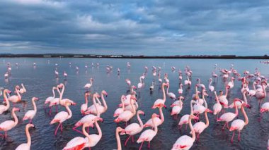 Flamingolar öğleden sonra sulak bir alanda kalabalık bir şekilde toplanırlar. Birçok flamingo sulak bir alanda sığ sularda duruyor.