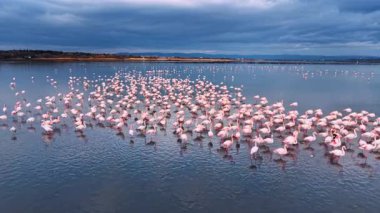 Büyük bir flamingo grubu gün batımında sığ sularda toplandı. Flamingolar gün batımında sığ sularda toplanarak göl kıyısında canlı bir manzara yaratırlar..