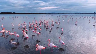 Flamingolar gün batımında güzel bir manzaranın yakınında suda toplanırlar. Flamingolar gün batımında sığ sularda durur. Arka planda renkli bir gökyüzü vardır..
