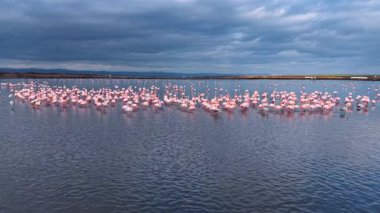 Flamingolar doğada gün batımında gölde çok sayıda bir araya gelirler. Flamingolar, güneş gri bulutların ardında, gölde batarken sığ sularda birlikte dururlar..