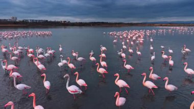 Flamingolar bulutlu havada gölde çok sayıda toplandılar. Birçok flamingo bir gölün sığ sularında dururken kara bulutlar gökyüzünü dolduruyor..