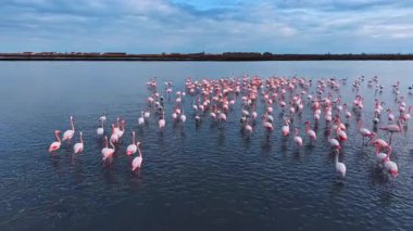 Flamingolar gün batımında açık alandaki bir sahil kasabasının yakınında suda toplanırlar. Flamingolar gün batımında kıyı şeridi yakınlarında sığ sularda birlikte dururlar..