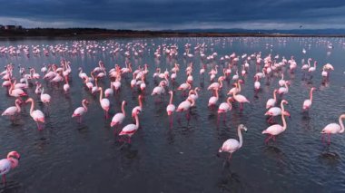 Flamingolar öğleden sonra güneşi altında sığ bir gölde toplanırlar. Kara bulutlar tepemizde toplanırken birçok flamingo bir lagünün suyunda duruyor..