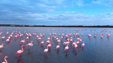 Flamingolar sabah saatlerinde çok sayıda sulak alanda toplanırlar..