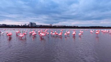 Flamingolar bulutlu bir öğleden sonra şehir binalarının yakınında toplanırlar. Büyük bir flamingo grubu bulutlu bir öğleden sonra arka planda şehir binalarıyla birlikte suda duruyor..