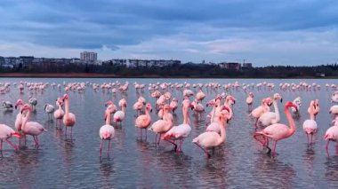 Flamingolar gün batımında şehrin yakınındaki büyük bir gölde sığ sularda toplanırlar. Flamingolar gölün arka planında binalar görülürken sığ sularda durup yürürler..