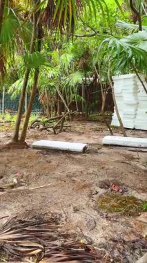 Palmiyeli tropik orman arazisi. Nemli bir orman ortamında palmiye ağaçları ve kumlu toprakla yoğun tropikal bitki örtüsü.