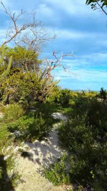 Kumlu yollu kuru sahil temizliği. Kum patikaları kuru sahil çalılıkları ve kaktüs bitkilerinden geçer..