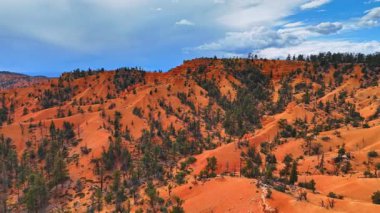 Zavallı kozalaklı ağaçlar kırmızı kayaların yamaçlarında yetişir. Red Canyon, Utah, ABD 'deki jeolojik oluşumlar üzerine havadan perspektif.