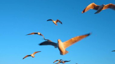 Mavi gökyüzünde uçan sayısız martı. Bazı kuşlar gün batımında deniz manzarasında yüzerler..