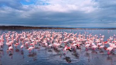 Flamingolar öğleden sonra bir gölde çok sayıda toplanırlar. Birçok flamingo bir gölün sığ sularında duruyor. Üzerlerinde bulutlar var..