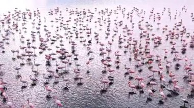 Gün doğumunda sığ sularda bekleyen büyük bir flamingo grubu. Birçok flamingo sığ sularda durur, sabahın erken saatlerinde sessiz ve doğal bir ortamda beslenir ve dinlenir..