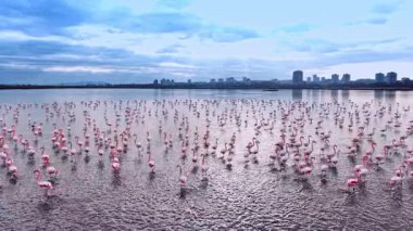 Flamingolar gün içinde şehrin yakınında bir su kütlesinin içinde toplanırlar. Birçok flamingo sığ suda dururken, arka planda bir şehir silueti görülüyor..