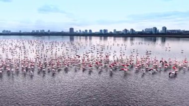 Flamingolar sabahın erken saatlerinde şehrin ufuk çizgisi yakınında suda toplanırlar. Birçok flamingo, şafak vakti gökyüzünde bulutlarla bir şehrin yanında sığ sularda duruyor..