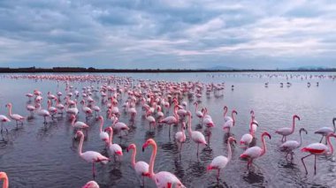 Büyük bir flamingo grubu sulak bir bölgenin yakınındaki sığ sularda besleniyor. Birçok flamingo gün içinde beslenirken ve birbirleriyle etkileşime girerken sığ sularda dururlar..