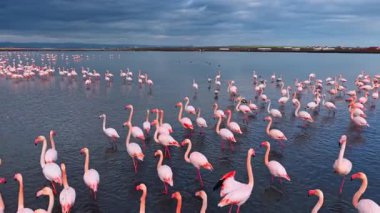 Flamingolar kıyıya yakın bir yerde alacakaranlıkta toplanıyorlar. Gökyüzü maviye dönerken flamingolar sulak bir yerde sığ sularda duruyorlar..